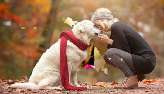 7 rules by which a dog chooses its owner when living in a family