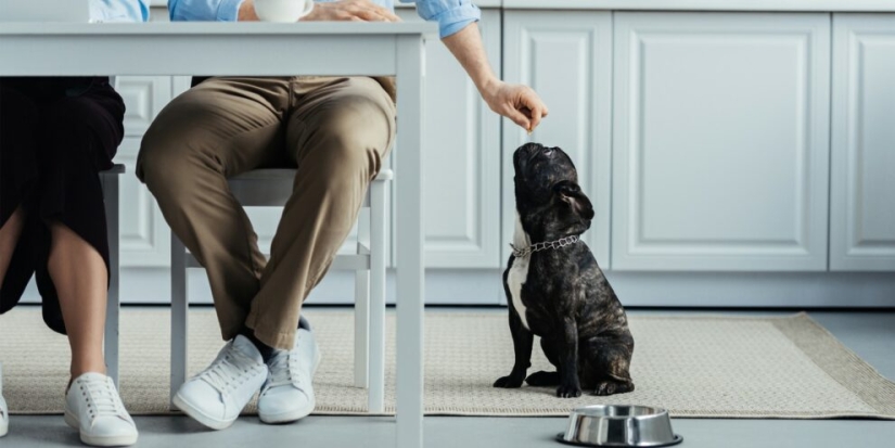 7 rules by which a dog chooses its owner when living in a family 7 rules by which a dog chooses its owner when living in a family