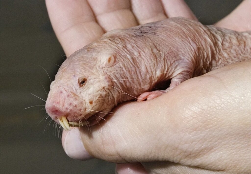 7 Terrifying Animals You Shouldn&#39;t Fear