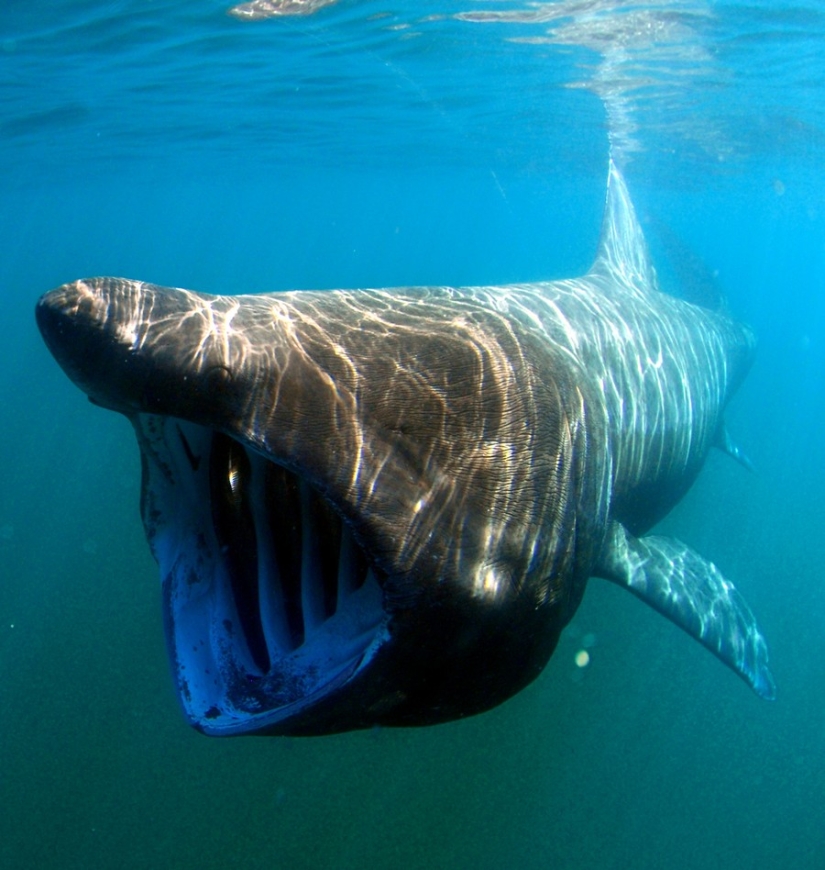7 Terrifying Animals You Shouldn&#39;t Fear