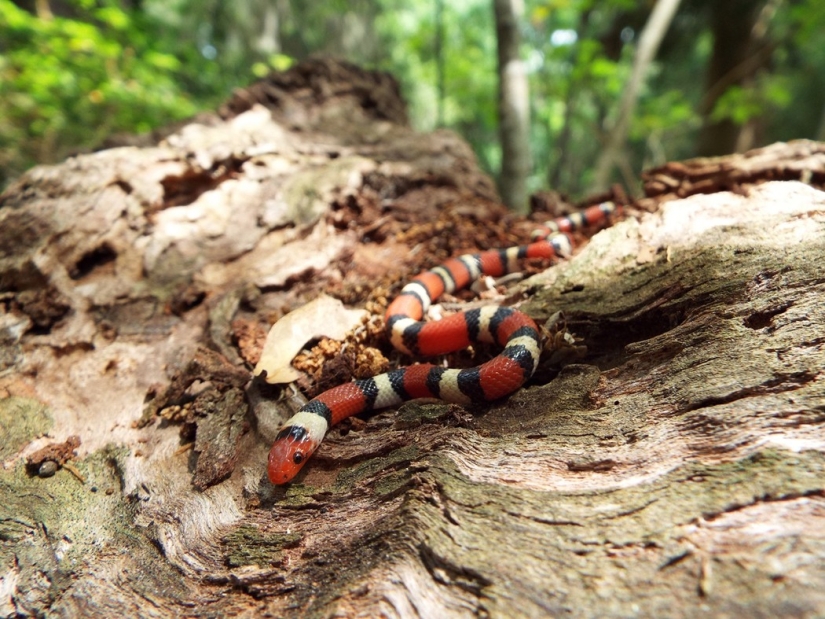 7 Terrifying Animals You Shouldn&#39;t Fear