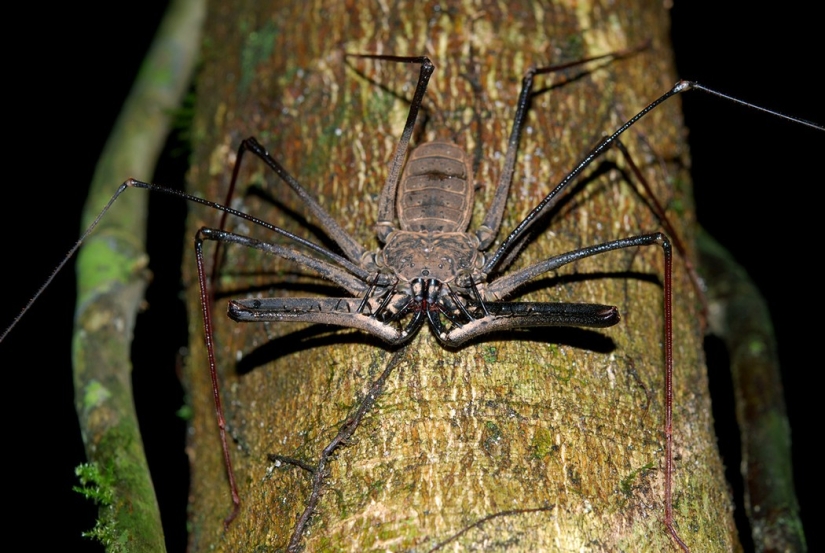 7 Terrifying Animals You Shouldn&#39;t Fear
