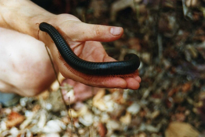 7 Terrifying Animals You Shouldn&#39;t Fear