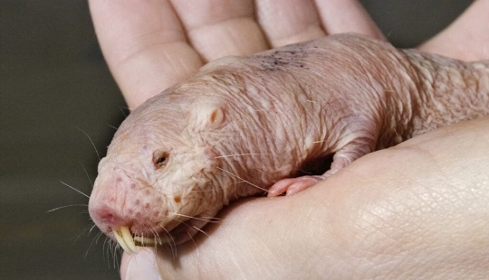 7 Terrifying Animals You Shouldn't Fear 7 Terrifying Animals You Shouldn't Fear