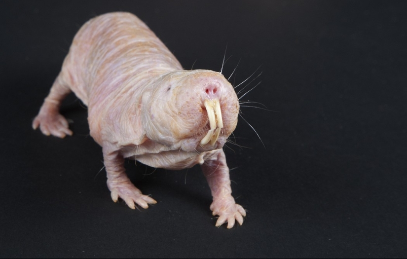 7 Terrifying Animals You Shouldn&#39;t Fear
