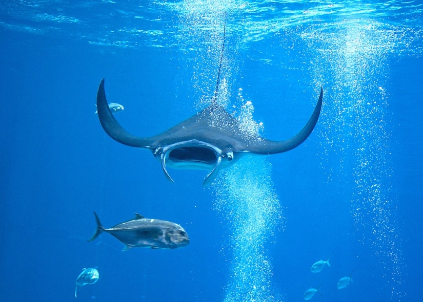 7 Terrifying Animals You Shouldn&#39;t Fear