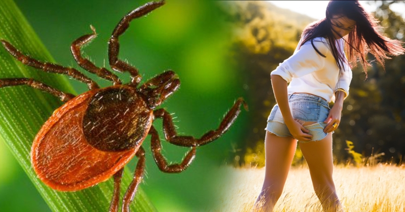 7 tips on how to avoid a tick bite 7 tips on how to avoid a tick bite