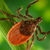 7 tips on how to avoid a tick bite 7 tips on how to avoid a tick bite