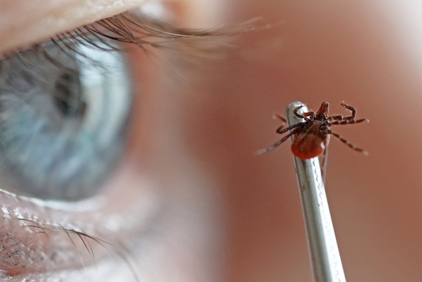 7 tips on how to avoid a tick bite 7 tips on how to avoid a tick bite