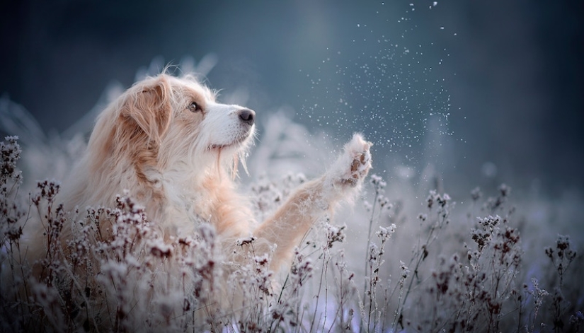 7 trucos de vida que te permitirán capturar el "alma" de cualquier animal en la foto 7 trucos de vida que te permitirán capturar el "alma" de cualquier animal en la foto