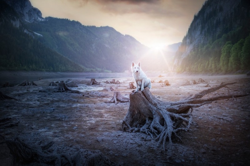 7 trucos de vida que te permitirán capturar el "alma" de cualquier animal en la foto 7 trucos de vida que te permitirán capturar el "alma" de cualquier animal en la foto
