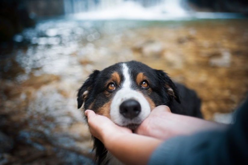 7 trucos de vida que te permitirán capturar el "alma" de cualquier animal en la foto 7 trucos de vida que te permitirán capturar el "alma" de cualquier animal en la foto