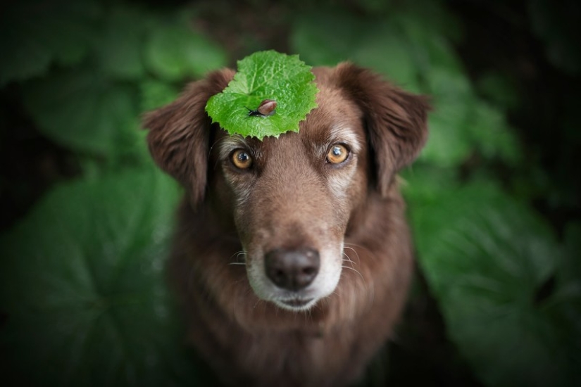 7 trucos de vida que te permitirán capturar el "alma" de cualquier animal en la foto 7 trucos de vida que te permitirán capturar el "alma" de cualquier animal en la foto