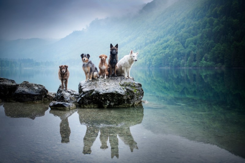7 trucos de vida que te permitirán capturar el "alma" de cualquier animal en la foto 7 trucos de vida que te permitirán capturar el "alma" de cualquier animal en la foto