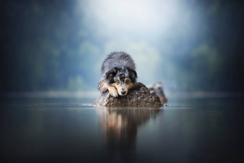 7 trucos de vida que te permitirán capturar el "alma" de cualquier animal en la foto 7 trucos de vida que te permitirán capturar el "alma" de cualquier animal en la foto