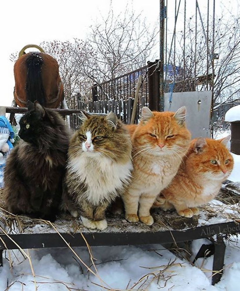 7 unusual occupations that are highly valued in Russia