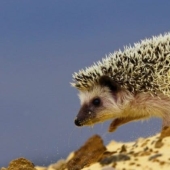 8 unexpected facts about hedgehogs — the most brutal animals of our latitudes 8 unexpected facts about hedgehogs — the most brutal animals of our latitudes