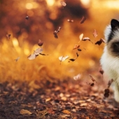 9 obligatoria cosas, sin la cual nunca llega el otoño 9 obligatoria cosas, sin la cual nunca llega el otoño