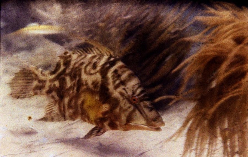 9 world&#39;s first photographs