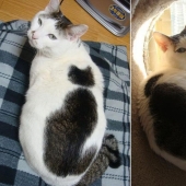 A cat with a cat: the creativity of nature on purrs A cat with a cat: the creativity of nature on purrs