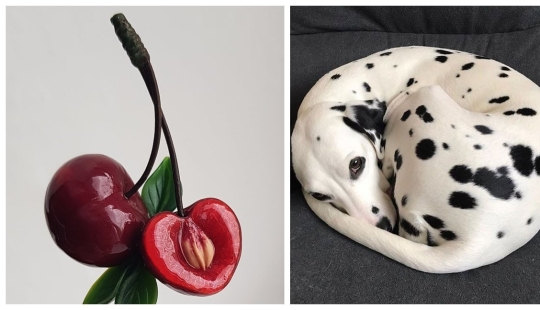 A delight for the eyes: 22 photos in which everything is perfect