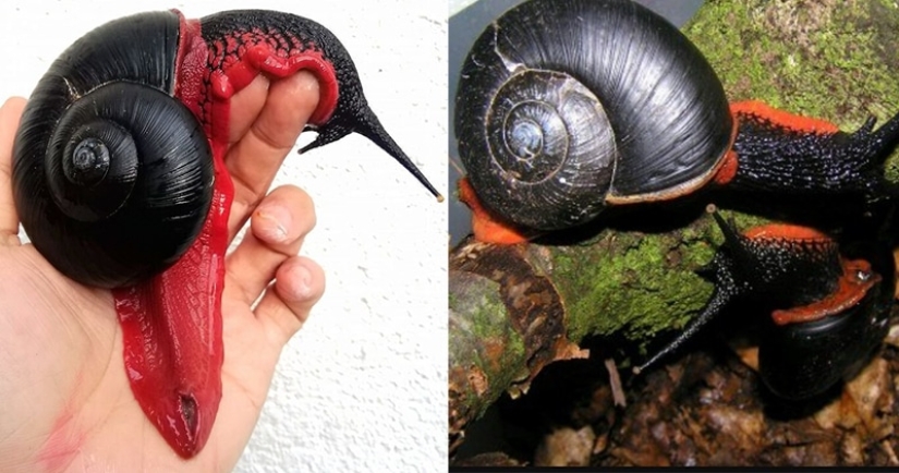 A fire snail could make you a millionaire, but it won't happen