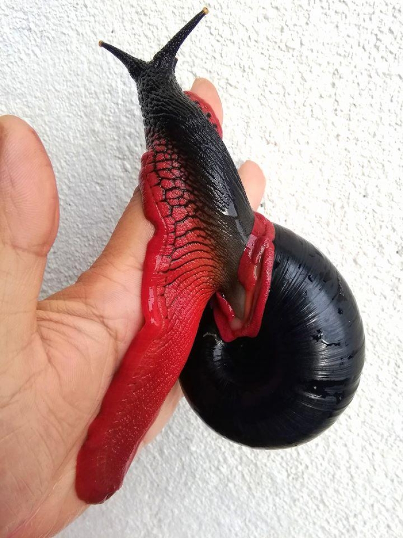 A fire snail could make you a millionaire, but it won't happen