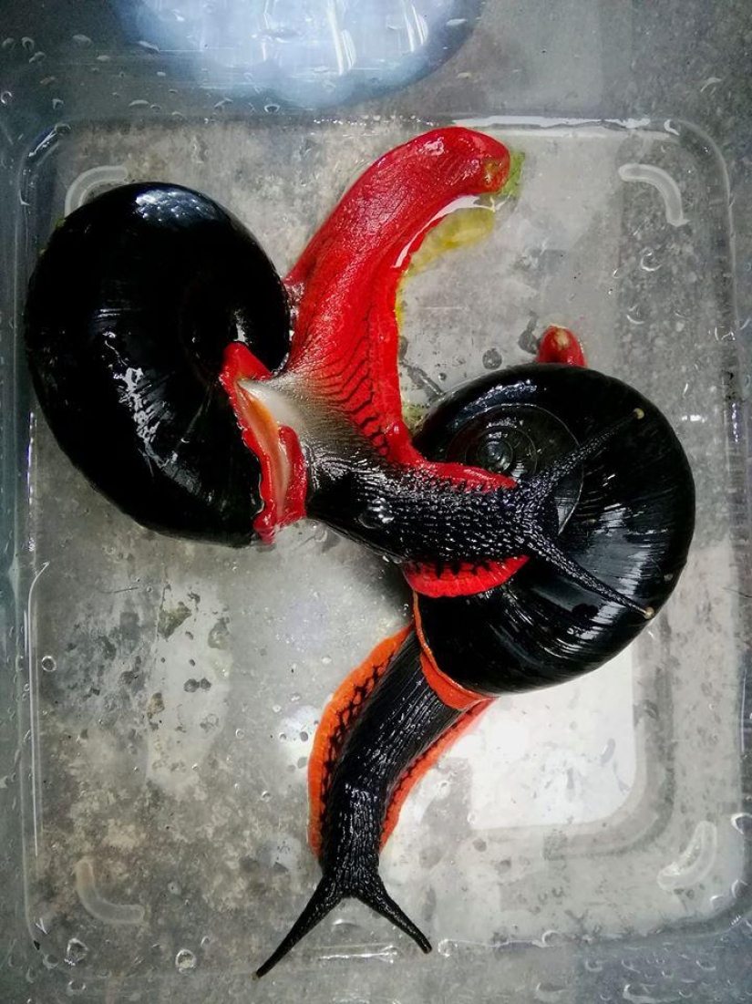 A fire snail could make you a millionaire, but it won't happen