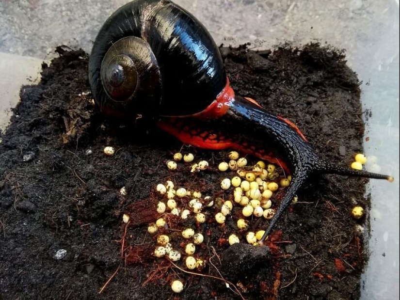 A fire snail could make you a millionaire, but it won't happen