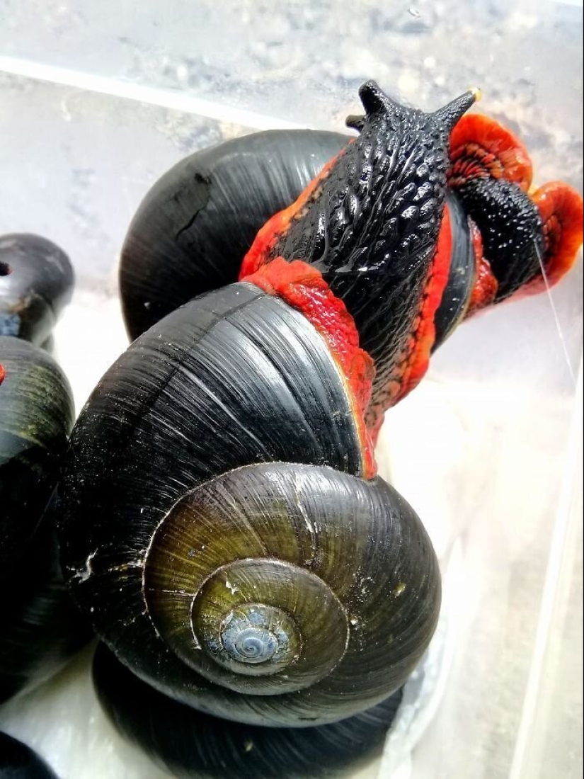 A fire snail could make you a millionaire, but it won't happen