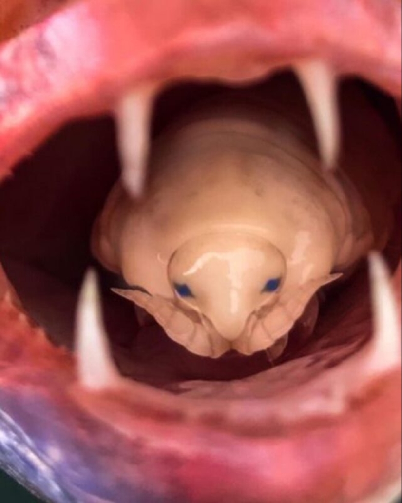 A fisherman from South Africa encountered a frightening parasite that became part of a live fish A fisherman from South Africa encountered a frightening parasite that became part of a live fish