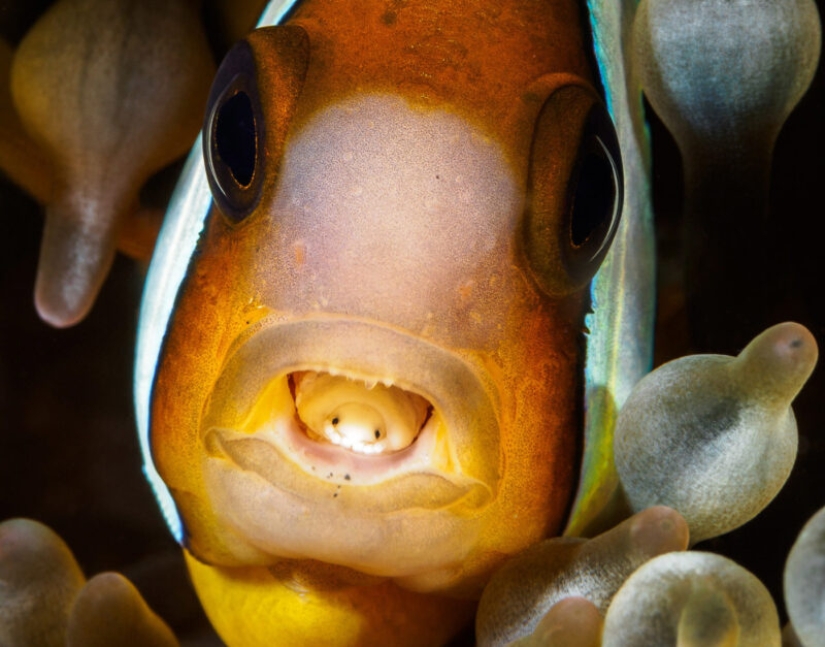 A fisherman from South Africa encountered a frightening parasite that became part of a live fish A fisherman from South Africa encountered a frightening parasite that became part of a live fish