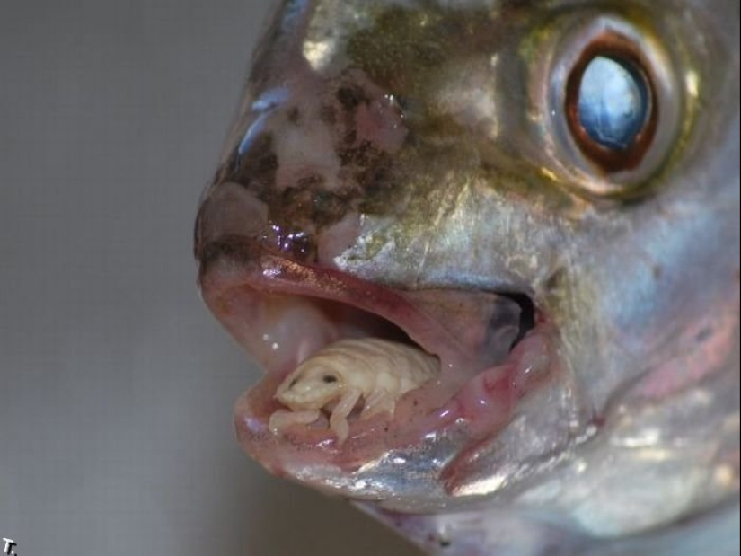 A fisherman from South Africa encountered a frightening parasite that became part of a live fish A fisherman from South Africa encountered a frightening parasite that became part of a live fish
