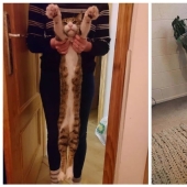 A new trend in social networks — toffee cats A new trend in social networks — toffee cats