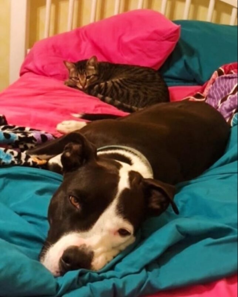 A pit bull lives among cats, and considers himself one of them