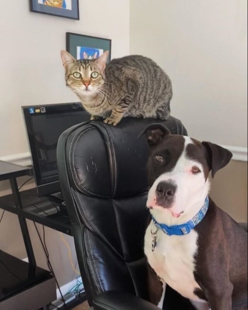 A pit bull lives among cats, and considers himself one of them