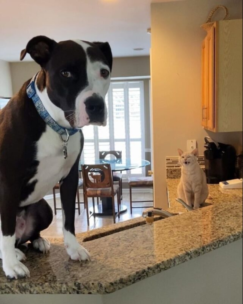 A pit bull lives among cats, and considers himself one of them