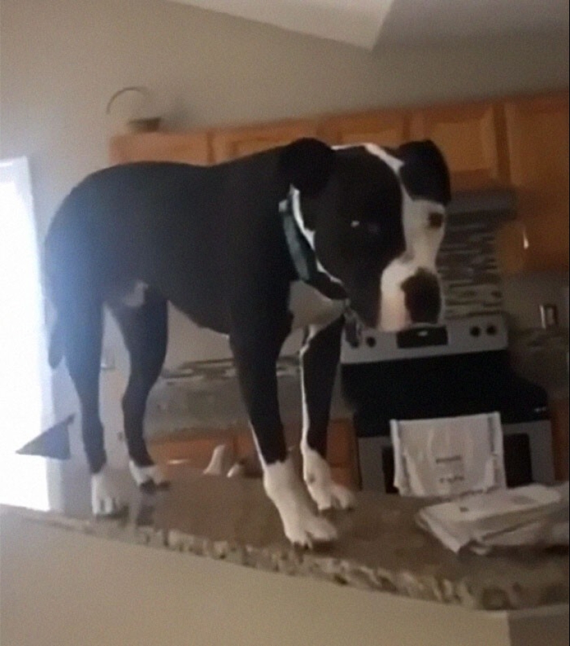 A pit bull lives among cats, and considers himself one of them