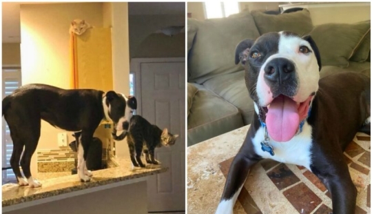 A pit bull lives among cats, and considers himself one of them A pit bull lives among cats, and considers himself one of them