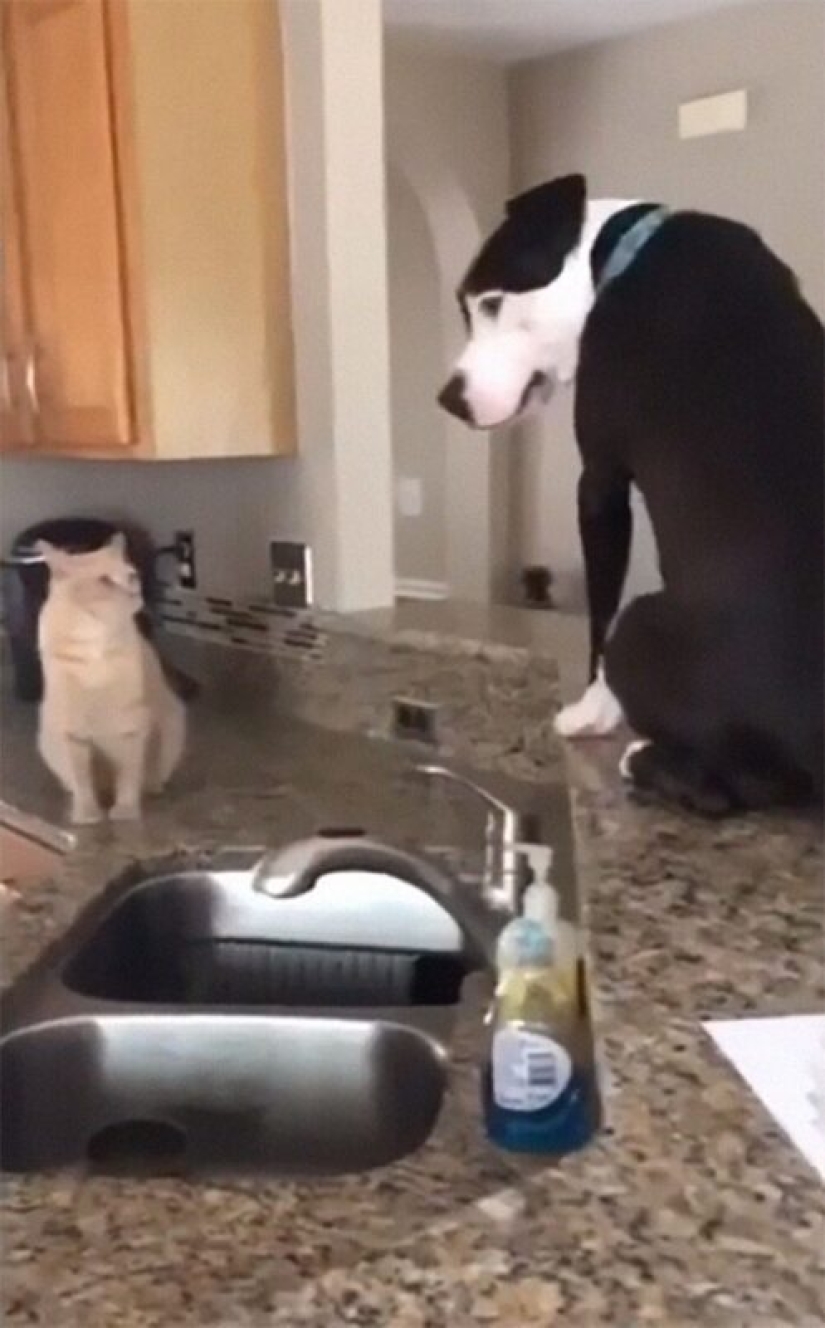 A pit bull lives among cats, and considers himself one of them