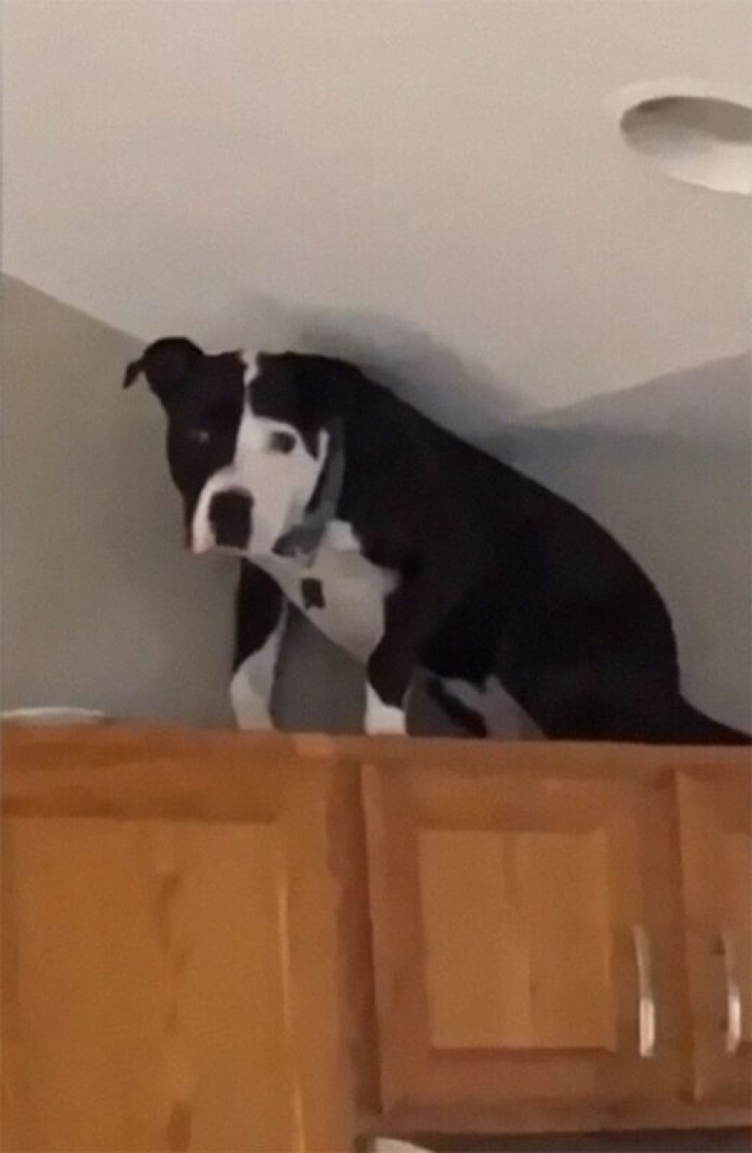 A pit bull lives among cats, and considers himself one of them