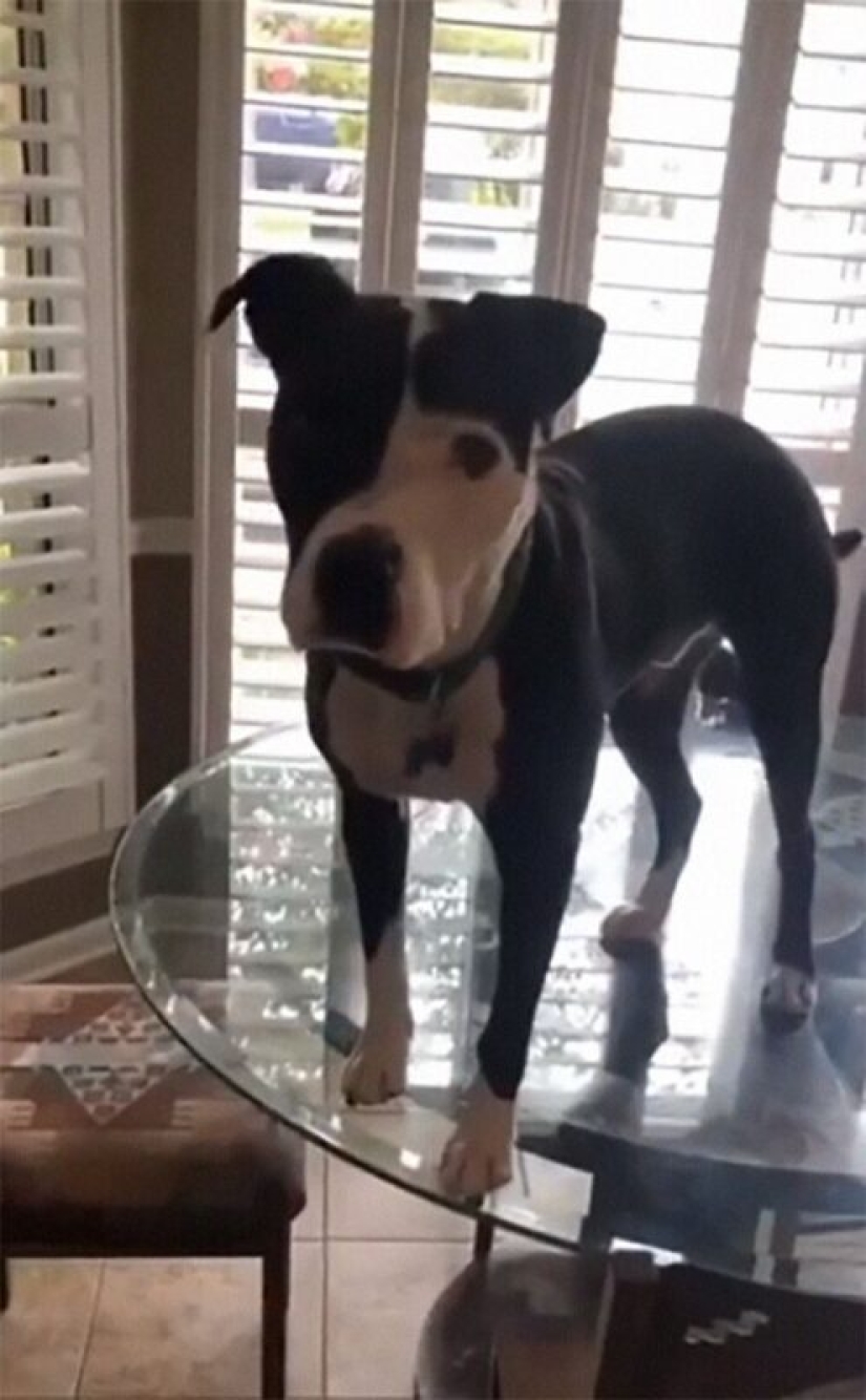 A pit bull lives among cats, and considers himself one of them