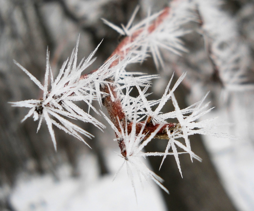 A rare atmospheric phenomenon - ice needles, what they are and what they look like