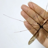 A record-breaking mosquito of frightening size has been discovered in China A record-breaking mosquito of frightening size has been discovered in China
