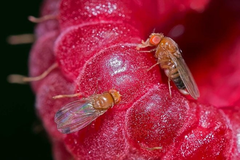 A revelation that will change your relationship to food, or Where in the apartment gnats come from? A revelation that will change your relationship to food, or Where in the apartment gnats come from?