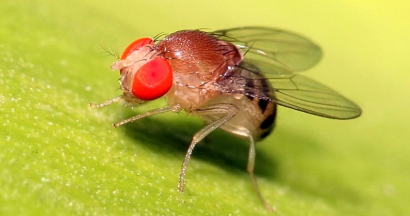 A revelation that will change your relationship to food, or Where in the apartment gnats come from? A revelation that will change your relationship to food, or Where in the apartment gnats come from?