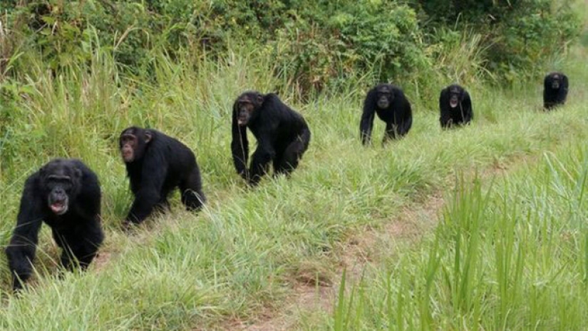 A todas las personas: cómo dos clanes de los chimpancés dio 4 años de sangrienta guerra