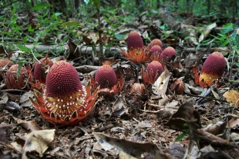 A vampire plant that blooms once in a lifetime and smells like death