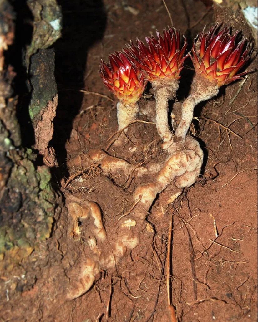 A vampire plant that blooms once in a lifetime and smells like death