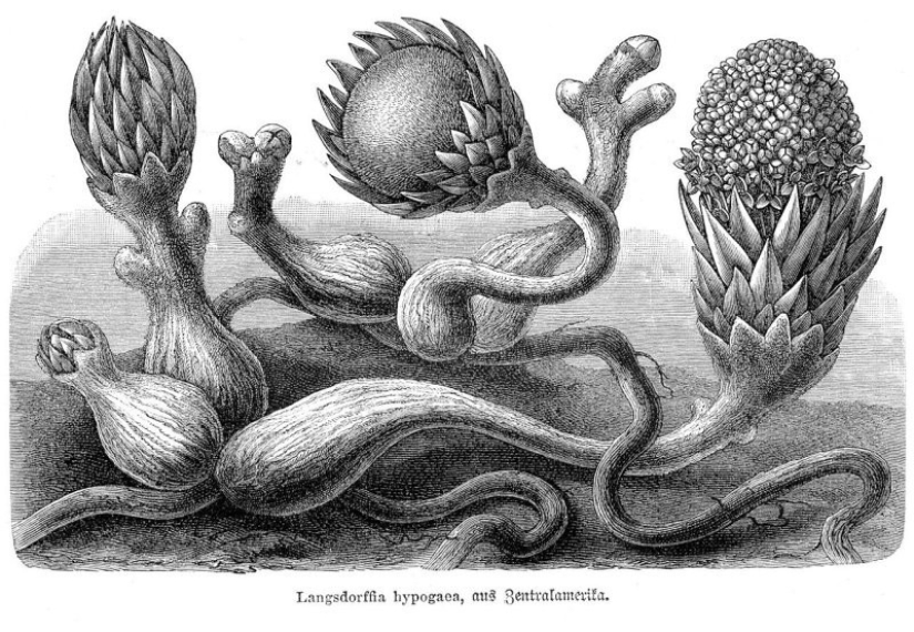 A vampire plant that blooms once in a lifetime and smells like death